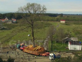 Tree Project